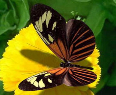 Modelo 3D de las mariposas de colores