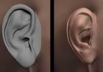 Modelo en 3D de las orejas