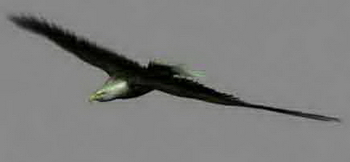 Modelos Soaring Eagle 3D