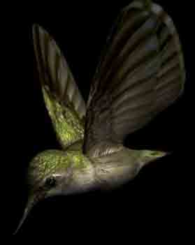 Hummingbird Modelos 3D