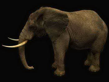 Modelo 3D de Elephant