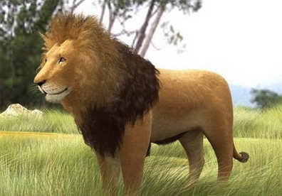 leones africanos