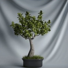 Planta de los bonsai de la serie - modelo 3D de rboles pequeños (incluidos los materiales)