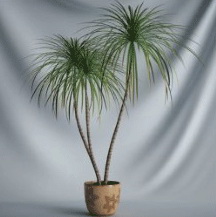 Planta de los bonsai de la serie - modelo 3D de pequeños rboles de pino (incluidos los materiales)
