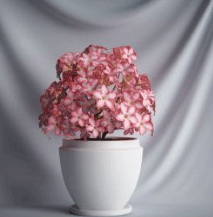 Planta de los bonsai de la serie - crtamo modelo 3D (incluyendo materiales)