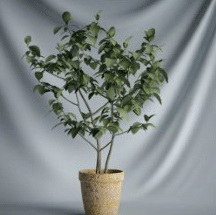Planta de los bonsai de la serie - rbol pequeño modelos en 3D (incluyendo materiales)