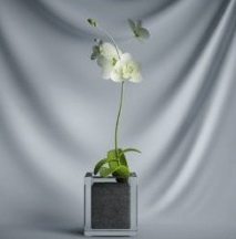 Planta de los bonsai de la serie - flores verdes modelo 3D (incluyendo materiales)