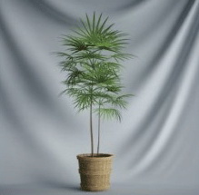Planta de los bonsai de la serie - Modelo 3D de hojas de rboles (inclusive material)
