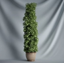 Planta de los bonsai de la serie - Modelo 3D de la vid (incluidos los materiales)