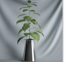 Planta de los bonsai de la serie - Tony modelo 3D (incluyendo materiales)
