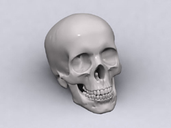 Modelo 3D del esqueleto de la cabeza