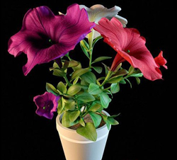 Las plantas en macetas - flores de colores