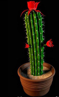 Las plantas en macetas - flor de cactus