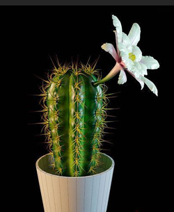 Las plantas en macetas - Blanca Flor de Cactus