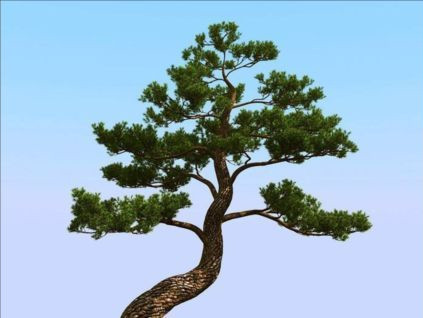 Árboles de pino de alta precisin japonesa