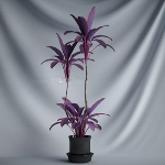 Modelos prpura Bonsai 3d