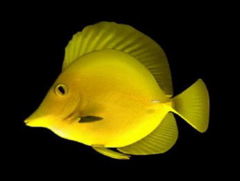 Modelo de peces de aguas profundas
