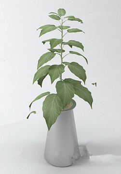 Modelo elegante bonsai