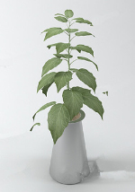 Modelo elegante bonsai