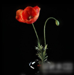 Modelo 3d decoraciones de flores en casa