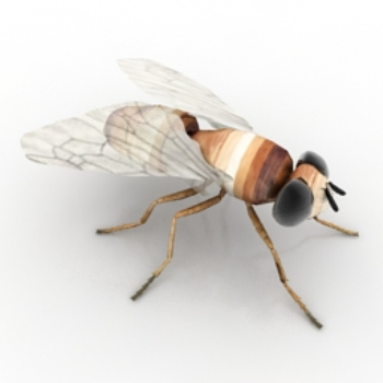 modelos de mosca variacin