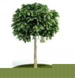 Hermosos rboles de modelos 3D