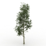 pino modelos 3d