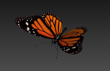 modelos mariposa 3d