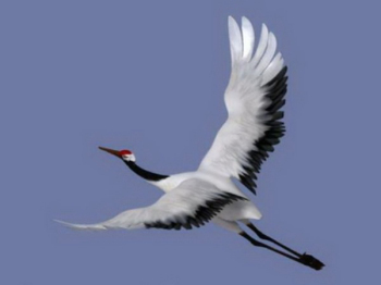 Modelo 3D de gras rojo-coronadas volar
