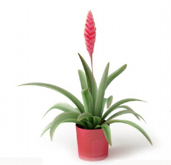 Modelo de planta Pot 3D