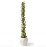 Diseño de modelos 3D de planta en maceta de interior
