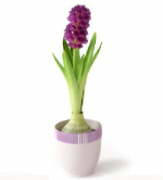 Diseño del modelo de planta de jacinto 3D