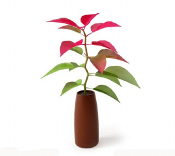 Efecto de la planta modelo en 3D