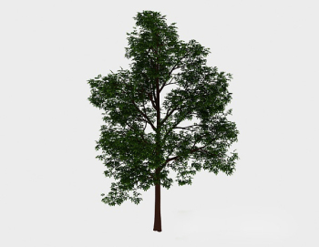 Bosque verde alto rbol 3d modelo