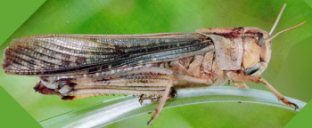Tendido en el modelo 3D saltamontes hierba