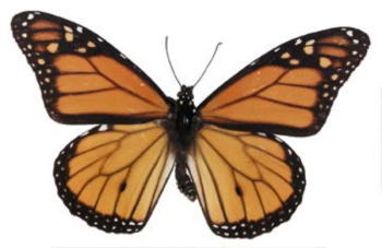 mariposa marrn modelo 3d