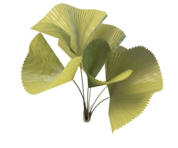 Ginkgo biloba modelo de simulacin