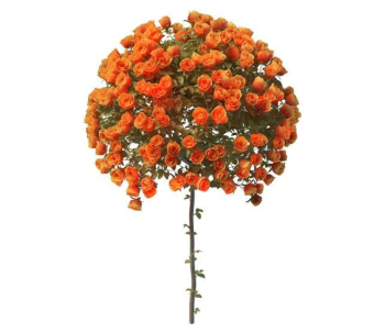 Esfricas rosas modelo de naranja