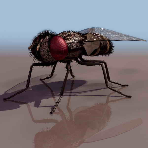 Descarga gratis 3D Modelos!