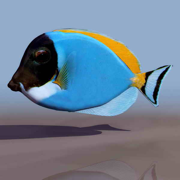 Descarga gratis 3D Modelos!