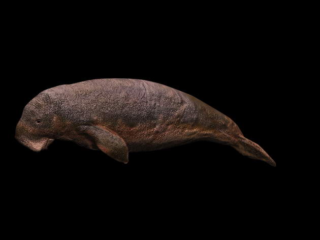 Descarga gratis 3D Modelos!