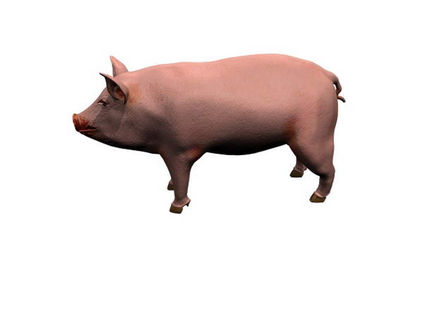 Descarga gratis 3D Modelos!