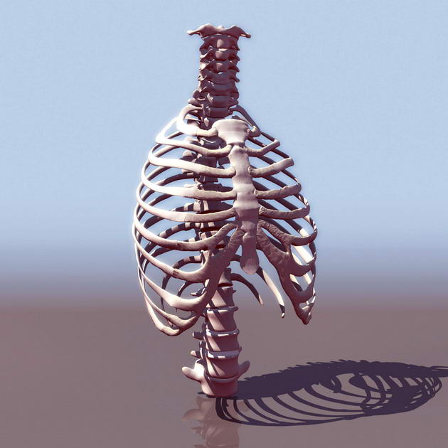 Descarga gratis 3D Modelos!