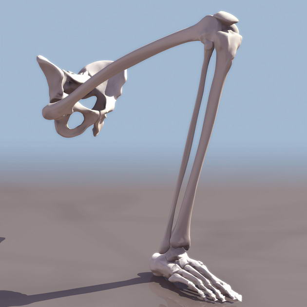 Descarga gratis 3D Modelos!