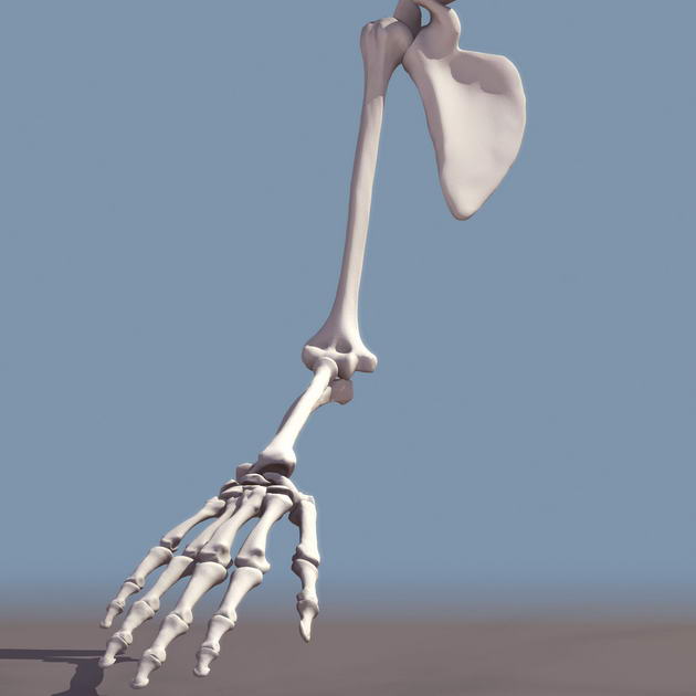 Descarga gratis 3D Modelos!