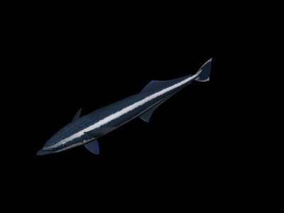 Descarga gratis 3D Modelos!