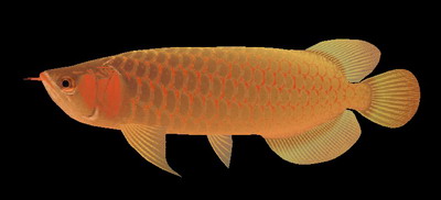1-animales peces 15