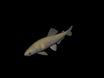 Descarga gratis 3D Modelos!