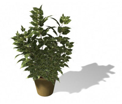 3dmax