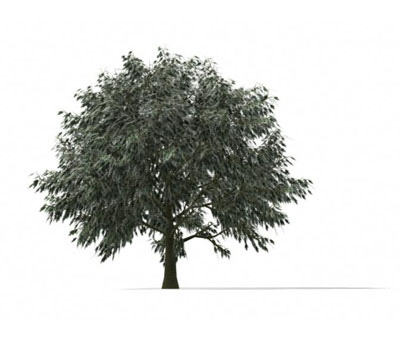 3dmax